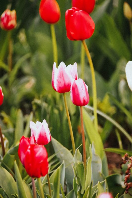 ������ ����, �����������!