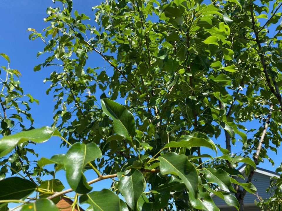 ��� �������� ����� �� ��������: ������ ��� ���������