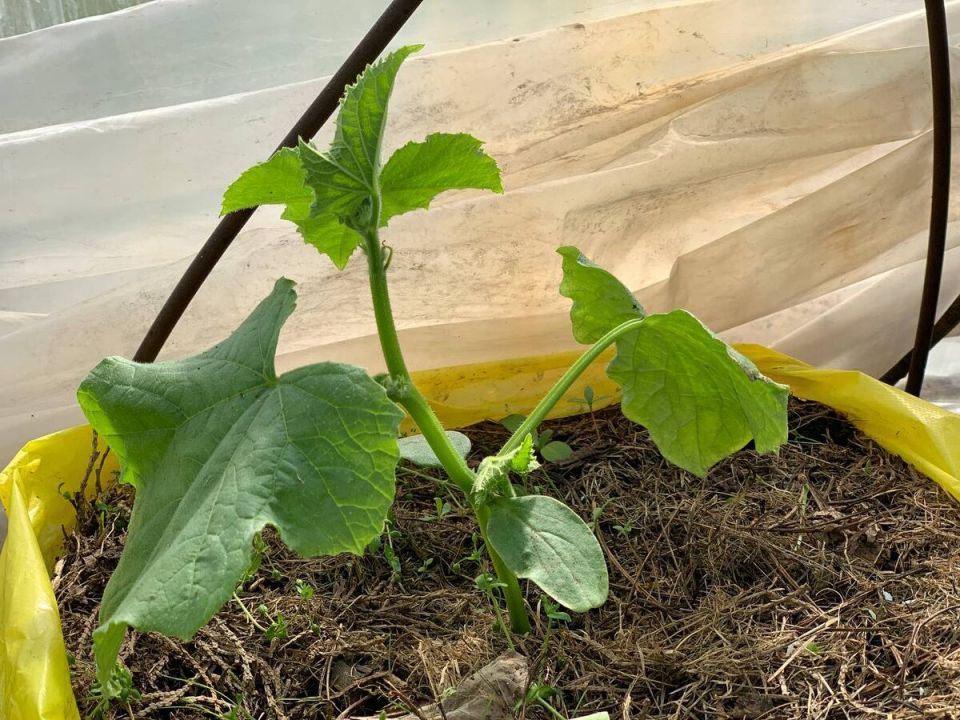 ��� �������� ������ ������ �������: ����������� ����� �� ������������