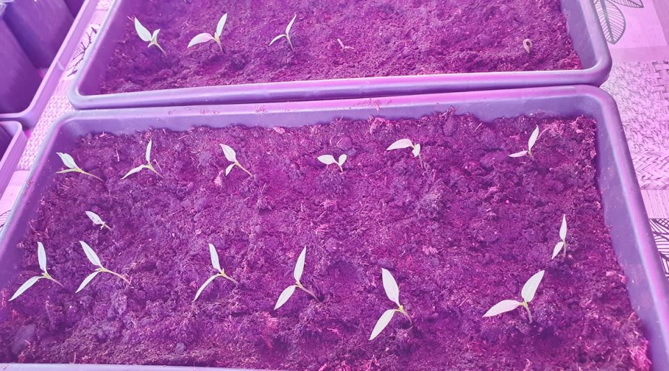 ������ ������� �� ������, ���� � ������������ �������: ������ ������