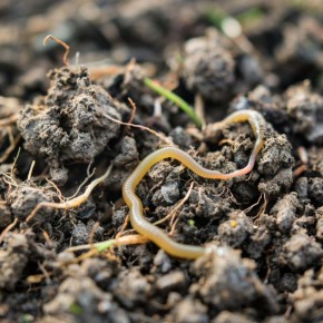 ��� ���������� �������� ����� � �����������: ������ ��� ���������