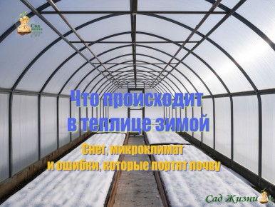 ������ ����� �������: ��� ���� � ����������� ������ �� ������