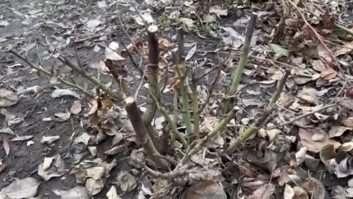 ������� �������� ������� ���: ��� �������� common mistakes � �������� ������������ �����