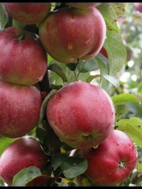 ������ �����: ��������� ���� ��� ������������� �������� �����