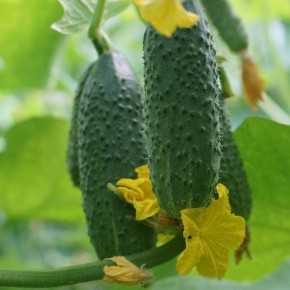 ������ ������ ��������: ������� ������� � ��������� ������