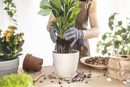 ��� ��������� ������������ ��������� �����: �������� ������ � ������������