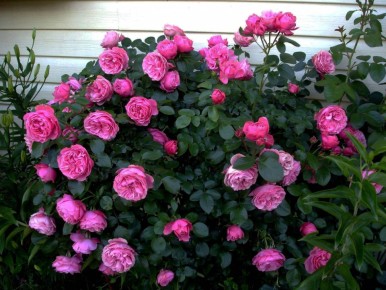 ����������� ����: ����� ��������� �� ��������� Winter Jewel
