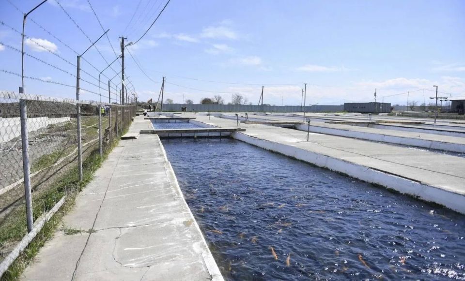 Производство товарной рыбы в Северной Осетии выросло почти в два раза в первом квартале 2026 года Производство товарной рыбы в Северной Осетии выросло почти в два раза в первом квартале 2026 года