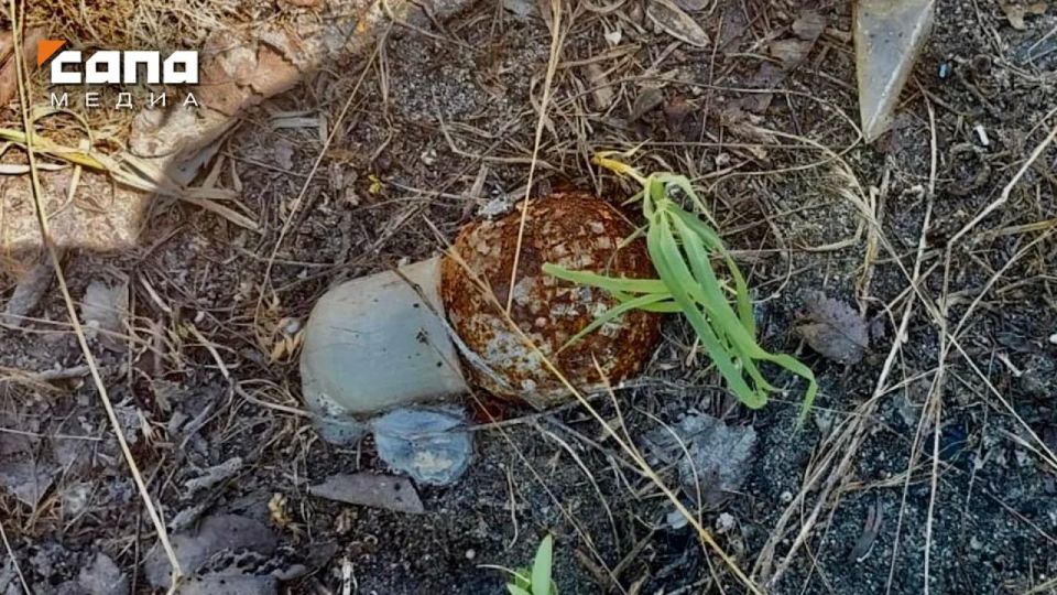 На берегу озера в Моздоке во время субботника нашли гранату