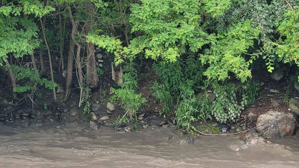 Зоолог: Кролики на островке во Владикавказе изначально были обречены на гибель Зоолог: Кролики на островке во Владикавказе изначально были обречены на гибель