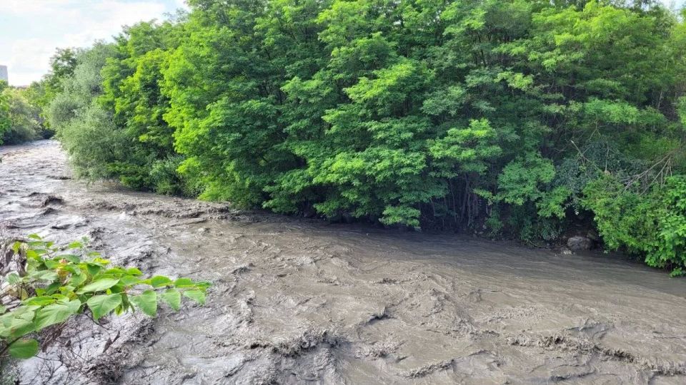 Зоолог: Кролики на островке во Владикавказе изначально были обречены на гибель Зоолог: Кролики на островке во Владикавказе изначально были обречены на гибель