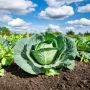 Как капуста захватывает сердца кулинаров: 10 вкусных рецептов