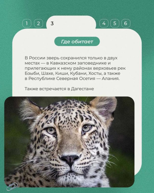 15 июля в России отмечался День переднеазиатского леопарда — одного из самых редких хищников нашей страны 15 июля в России отмечался День переднеазиатского леопарда — одного из самых редких хищников нашей страны