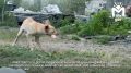 �������� ������� ������� �������� �������, ������������ �� �������� ��������� � �������� ������