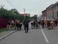 В Беслане отловили гулявших по центру коров: их владельцев оштрафуют