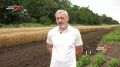 Любой урожай начинается с семени, но за каждым новым сортом стоят годы исследований и испытаний